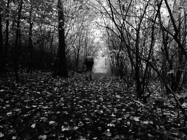 Hombre caminando en el bosque colorido en la niebla de otoño —  Fotos de Stock