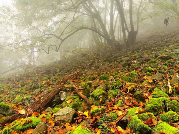 长满青苔的石块，在雾气弥漫的森林的石质字段。晨雾. — 图库照片