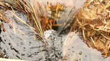 Jakuziler kirli suda. Kabarcık akışları arasında eski çimen sapları, korkunç koku su akışı içine
