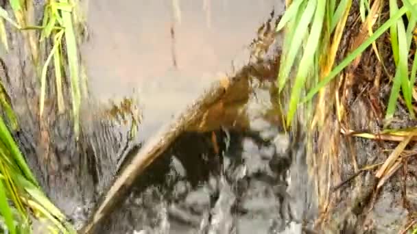 Hidromasajes en un agua sucia. La burbuja fluye en el arroyo entre viejos tallos de hierba, agua terrible olor — Vídeo de stock