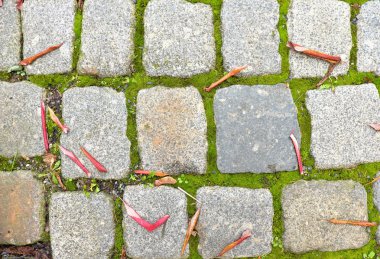 Patika ile sonbahar kuru renkli parke parke taşı bırakır