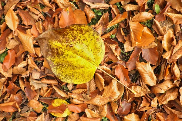 Jesień Governors park z jesieni pozostawia, klon kolorowy liść na pomarańczowy buków. — Zdjęcie stockowe