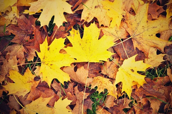 Αφήνει το φθινόπωρο πάρκο εδάφους με το φθινόπωρο. Μεγάλα φωτεινά φύλλα στο χαλί από πορτοκαλί φύλλα. — Φωτογραφία Αρχείου