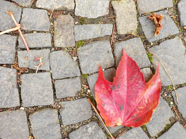Pavé pavé sentier pédestre avec automne feuilles sèches colorées — Photo