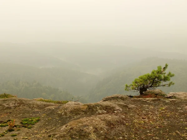 Vista nella profonda valle nebbiosa, vette di alberi aumentate dalla nebbia autunnale . — Foto Stock