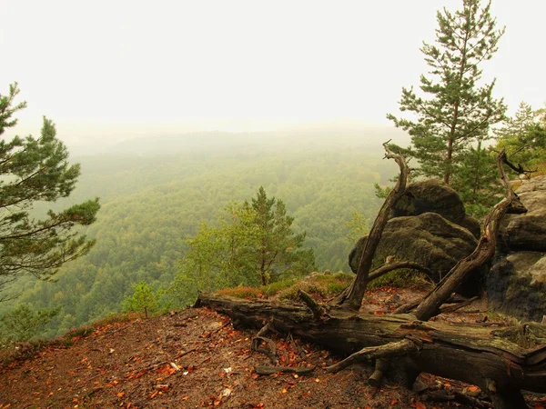 View into deep misty valley, peaks  of trees increased from autumn fog. — Stock Photo, Image