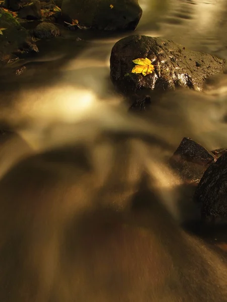 Feuille d'érable jaune cassée. Château d'automne sur la pierre de chausson humide dans l'eau froide et trouble de la rivière de montagne . — Photo