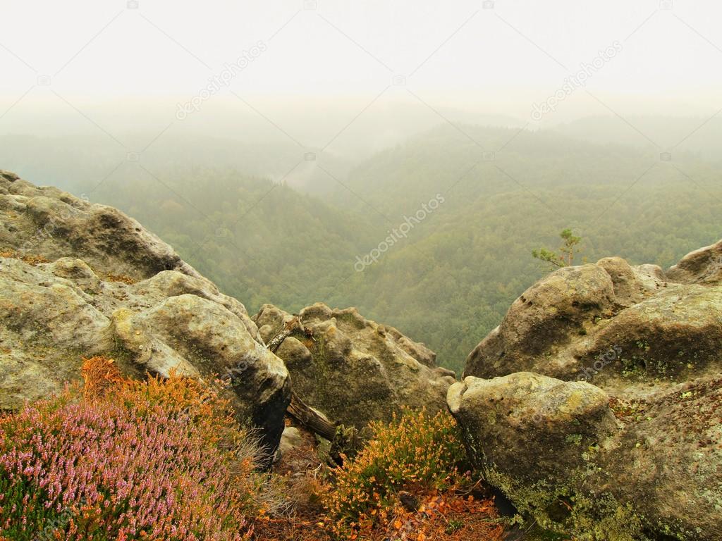 View into deep misty valley, peaks  of trees increased from autumn fog.