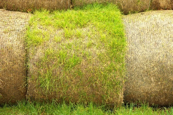 Faisceaux de paille de blé pourris endommagés, sur un champ vert — Photo