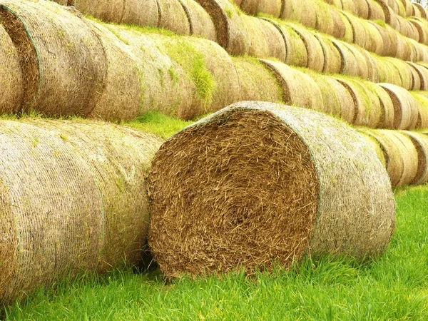 Feixes de palha de trigo podre danificados, no campo verde — Fotografia de Stock