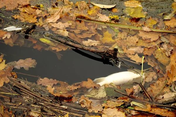 Белая мертвая рыба плавала в реке, ресурсы сточных вод — стоковое фото