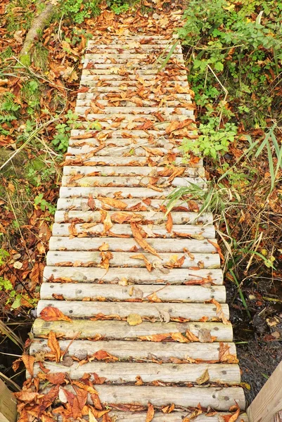 Sendero de madera con hojas coloridas secas de otoño, pasarela de madera, construcción de madera —  Fotos de Stock