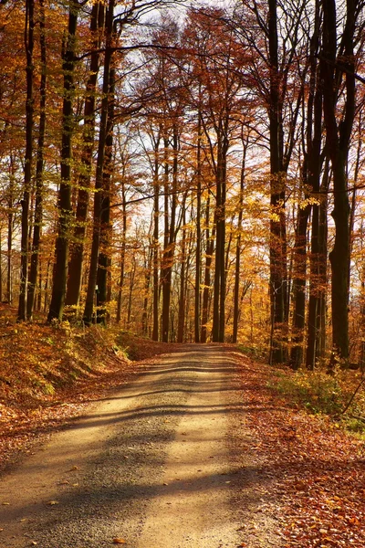 Sentier pédestre en automne parc feuillu, feuilles colorées sur la route, longues ombres . — Photo