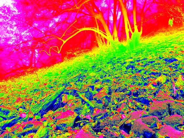 Abstract of infrared photo of golden autumn forest, tourist footpath. — Stock Photo, Image