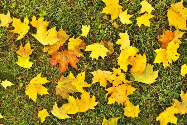 Fin de la temporada de fútbol. Hojas de arce seco caídas en el suelo de césped de fútbol verde natural con línea blanca pintada  . — Foto de Stock