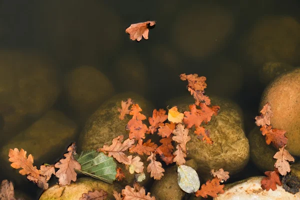 Colorful oak leaf floating on water pond, big boulders in pond bank. Sailing in gentle wind. — Stock Photo, Image