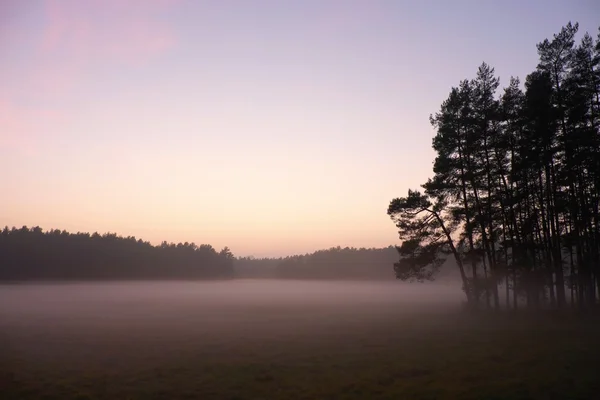 Después del atardecer. Frío con niebla cubierta de prado, solo picos de árboles aumentados de niebla . — Foto de Stock
