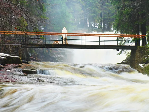 Homem com cão na ponte acima da água agitada. Enorme fluxo de massas de água apressando abaixo pequena passarela. Medo de inundações. Alta cascata na floresta — Fotografia de Stock