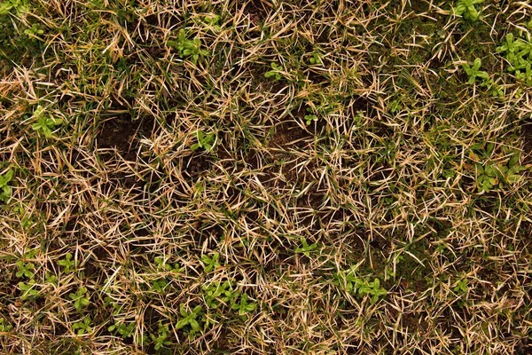 Oude verval geoogst gras in grote groene geur heuvel in de hoek van de tuin. Organische meststof. — Stockfoto