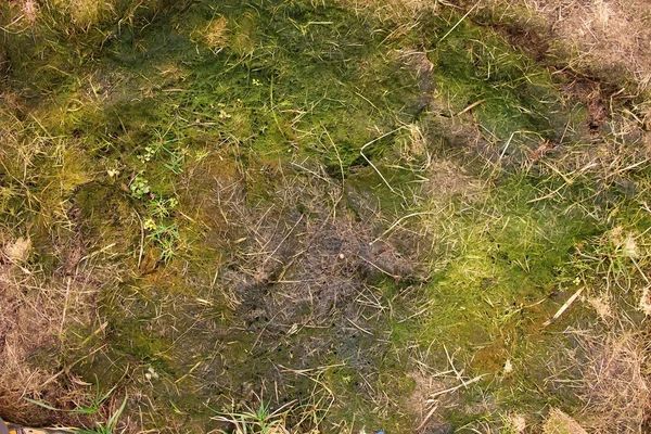 Старая загнивающая собираемая трава в большом зеленом кургане запаха в углу сада. Органические удобрения . — стоковое фото