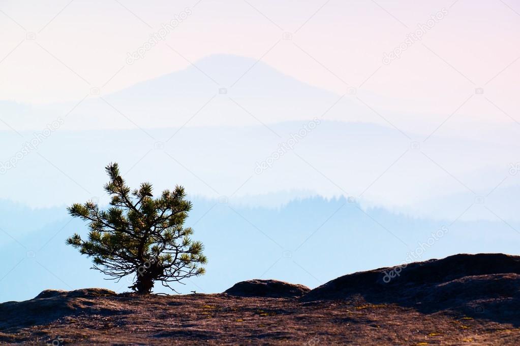 Wild bonsai of pine on sandstone rocks. Blue mist in valley below, hills in background.