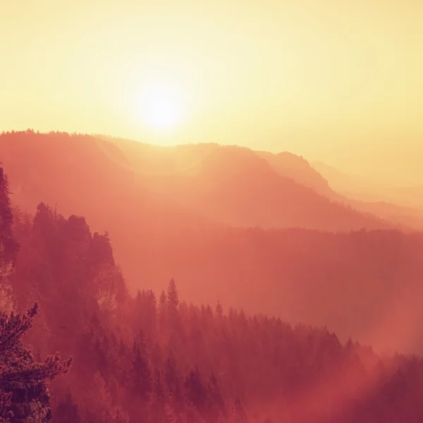 Herrlicher Tagesanbruch über dem Tal voller bunter Nebelschwaden. Gipfel hoher Bäume ragen in den Himmel. Romantischer Herbst. — Stockfoto