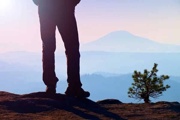 Hombre piernas excursionistas en botas turísticas de pie en la montaña rocosa pico. Bonsái de pino pequeño . —  Fotos de Stock