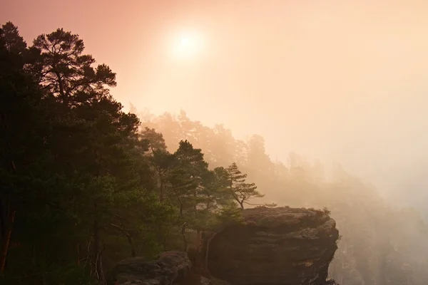Verträumte Nebellandschaft, sanfter orangefarbener Sonnenaufgang in einem wunderschönen Tal des Nationalparks. Scharfe Baumspitzen durch Nebel verstärkt. — Stockfoto