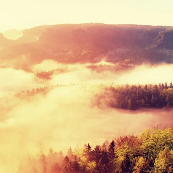 Θολό τοπίο Χαραυγή σε ένα όμορφο πάρκο λοφώδες. Κορυφές των δέντρων προεξέχει από το ομιχλώδες φόντο, η ομίχλη είναι κίτρινο και πορτοκαλί λόγω ακτίνες του ήλιου. Η ομίχλη αιώρησης μεταξύ των δέντρων. — Φωτογραφία Αρχείου