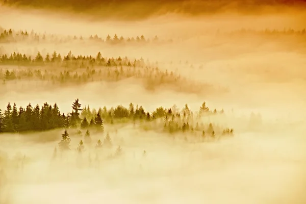 Amanecer brumoso en un hermoso parque montañoso. Los picos de árboles sobresalen del fondo brumoso, la niebla es amarilla y naranja debido a los rayos del sol. La niebla se balancea entre árboles . — Foto de Stock