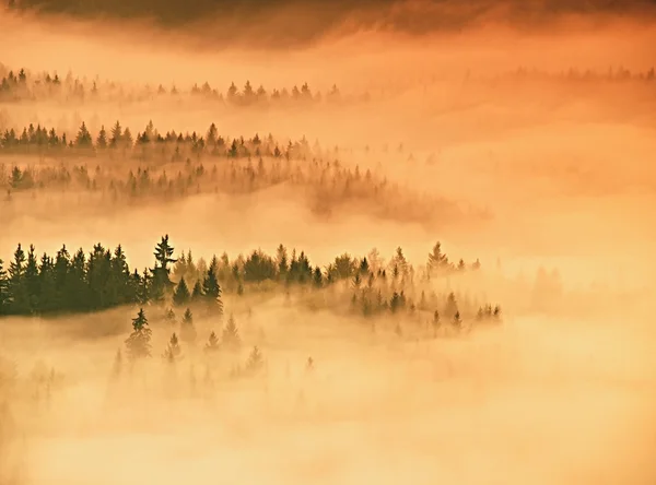 Mistige daybreak in een prachtig heuvelachtig park. Toppen van bomen zijn uit te steken van mistige achtergrond, de mist is geel en oranje als gevolg van zonnestralen. De mist is swingend tussen bomen. — Stockfoto