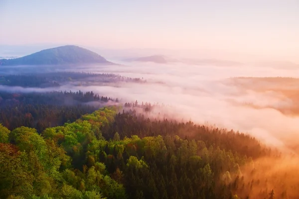 Misty daybreak in a beautiful hills. Peaks of hills are sticking out from foggy background, the fog is yellow and orange due to sun rays. The fog is swinging between trees. — Stock Photo, Image