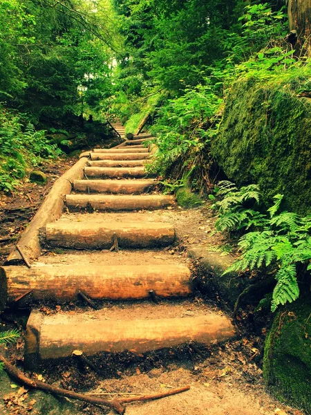 Old wooden stairs in overgrown forest garden, tourist footpath. Steps from cut beech trunks, fresh green branches above park footpath — Stock Photo, Image