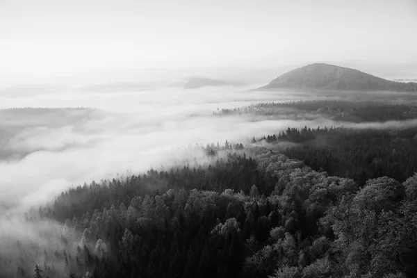 Nebliger Tagesanbruch in einem wunderschönen Hügelland. Berggipfel ragen aus dem nebligen Hintergrund, der Nebel ist durch Sonnenstrahlen gelb und orange. Der Nebel schwingt zwischen den Bäumen. — Stockfoto