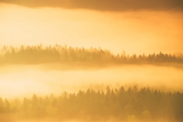 Puslu melankolik sabah. Uzun derin vadiye sonbahar renkli sis tam görüntüleyin. Sonbahar manzara yağmurlu geceden sonra daybreak içinde — Stok fotoğraf