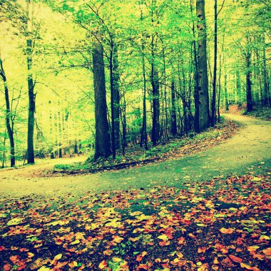 yol feryat kayın ağaçlarının kavisli. Bahar öğleden sonra orman yağmurlu bir gün sonra. Turuncu smashing ile ıslak asfalt bırakır.     