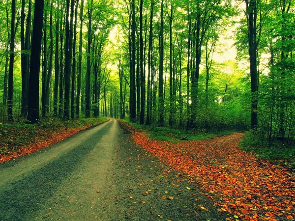 Curved path bellow beech trees. Spring afternoon in forest after rainy day.  Wet asphalt with smashing orange leaves. — Stock Photo, Image