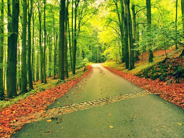 Curved path bellow beech trees. Spring afternoon in forest after rainy day.  Wet asphalt with smashing orange leaves. — Stock Photo, Image