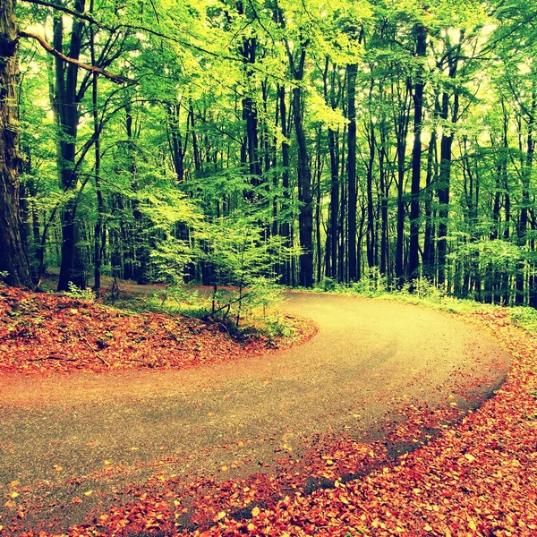 Curved path bellow beech trees. Spring afternoon in forest after rainy day.  Wet asphalt with smashing orange leaves. — Stock Photo, Image