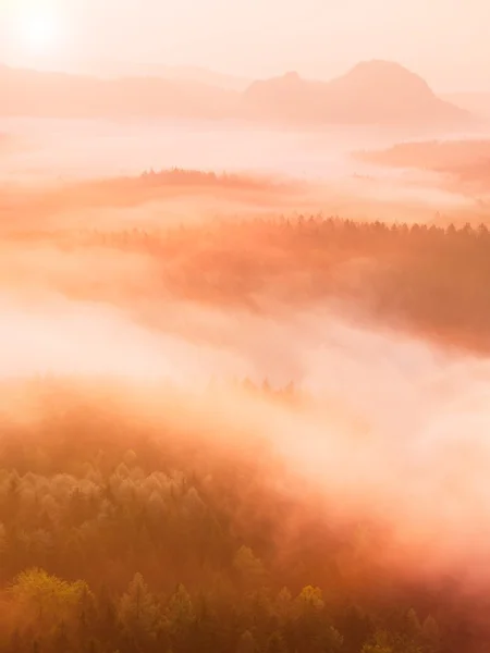 Amanhecer enevoado numa bela colina. Picos de colinas estão saindo do fundo nebuloso, o nevoeiro é amarelo e laranja devido aos raios de sol. O nevoeiro está balançando entre as árvores . — Fotografia de Stock