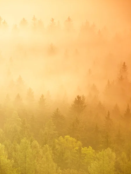 Mlhavé ráno melancholický. Pohled do dlouho hluboké údolí plné podzimní barevné mlhy. Na podzim krajina do svítání po deštivé noci — Stock fotografie