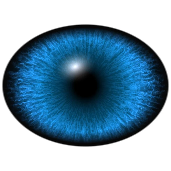 Elliptische blauwe iris, licht reflectie in oog — Stockfoto