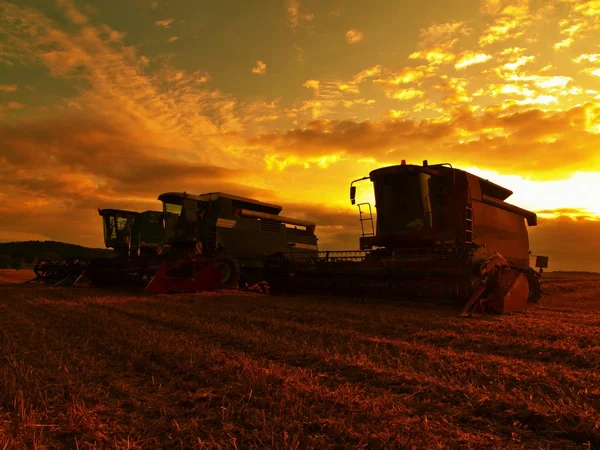 Abbandonato combinare grano raccolto nel mezzo di un campo agricolo. Mattina giallo grano campo sul tramonto nuvoloso arancio cielo sfondo . — Foto Stock