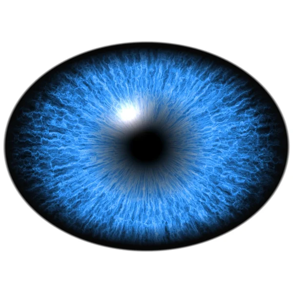 Elliptische blauwe iris, licht reflectie in oog — Stockfoto