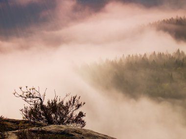 Yumuşak pembe Pembe Sunrise muhteşem dağlık manzara. Rocky Dağları güzel vadi parkı. Sabah nem arttı hills.