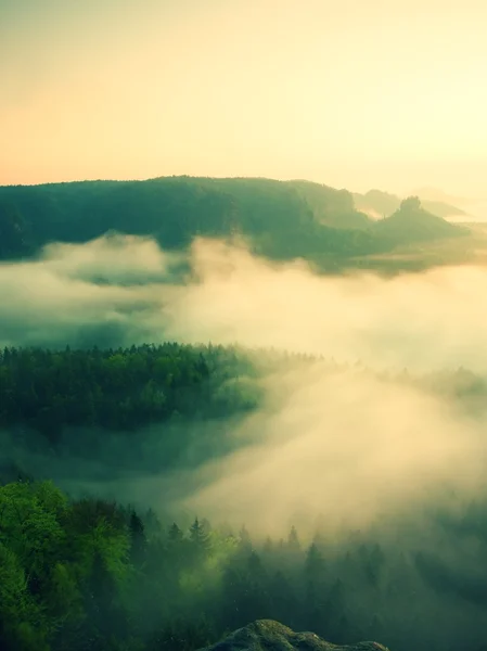 Manhã melancólica enevoada. Vista para o longo vale profundo cheio de névoa fresca da primavera. Paisagem dentro do amanhecer após a noite chuvosa — Fotografia de Stock