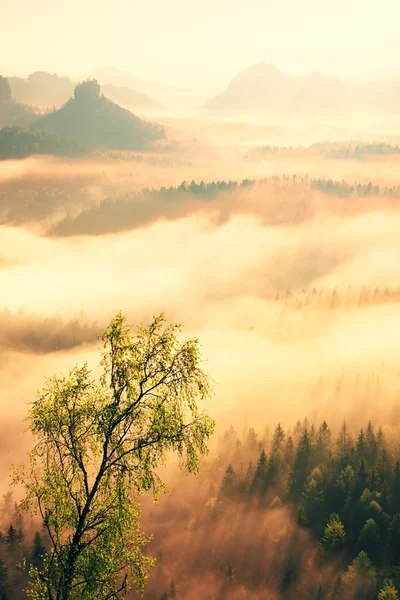 Märchenhafter Tagesanbruch. nebliges Erwachen in einem wunderschönen Hügelland. Berggipfel ragen aus nebligem Hintergrund — Stockfoto