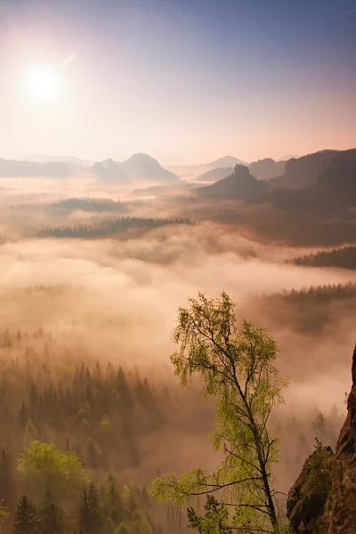 Märchenhafter Tagesanbruch. nebliges Erwachen in einem wunderschönen Hügelland. Berggipfel ragen aus nebligem Hintergrund — Stockfoto
