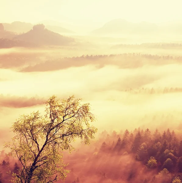 Märchenhafter Tagesanbruch. nebliges Erwachen in einem wunderschönen Hügelland. gefiltertes Bild: verarbeiteter Vintage-Effekt. — Stockfoto