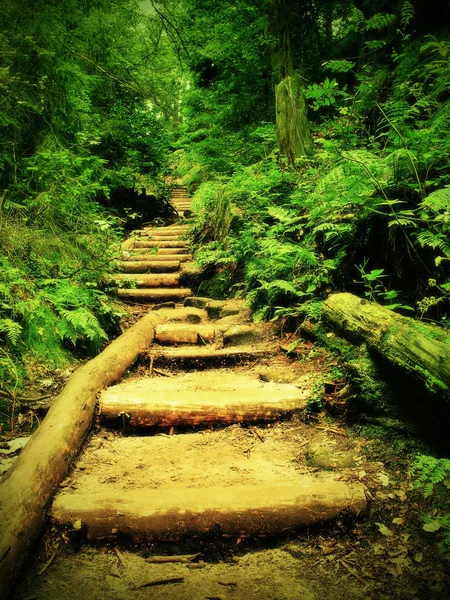 Viejas escaleras de madera en el jardín forestal cubierto, sendero turístico. Pasos desde troncos de haya cortados, ramas verdes frescas por encima del sendero —  Fotos de Stock